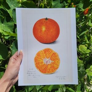 Orange Botanical Art Print
